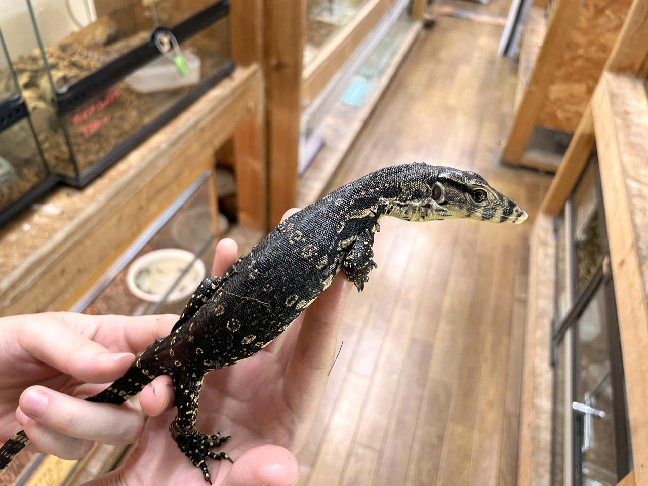 サルバトールモニター（ジャワ産）(5)