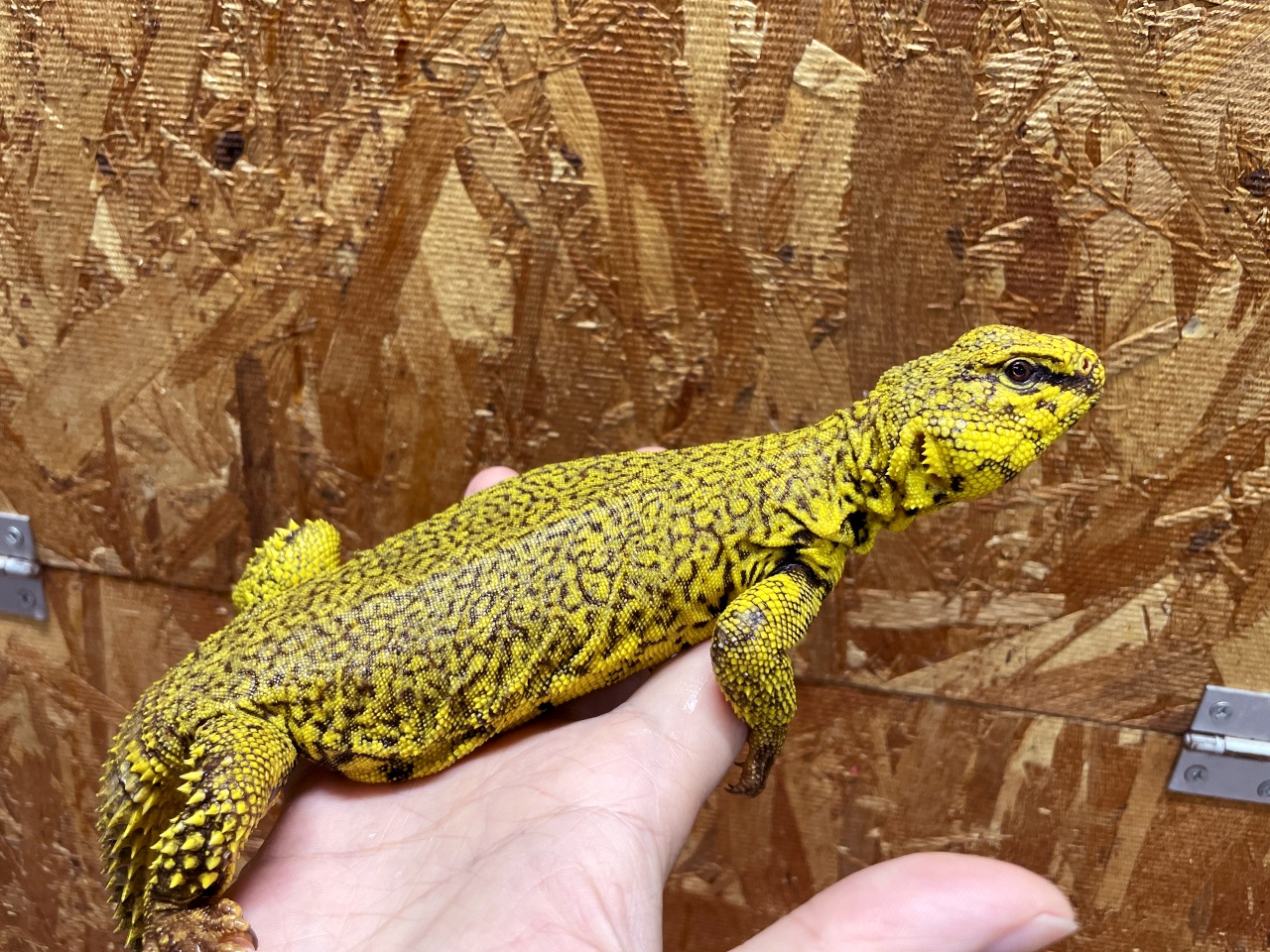 ゲイリートゲオアガマ(12)