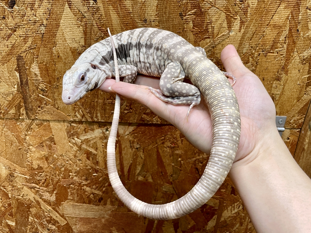 アルゼンチンブラックアンドホワイトテグー(11)