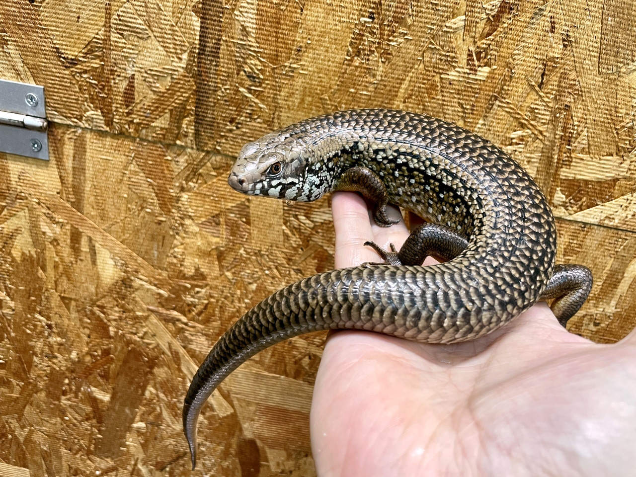 フレーリーイワトカゲ トカゲ図鑑