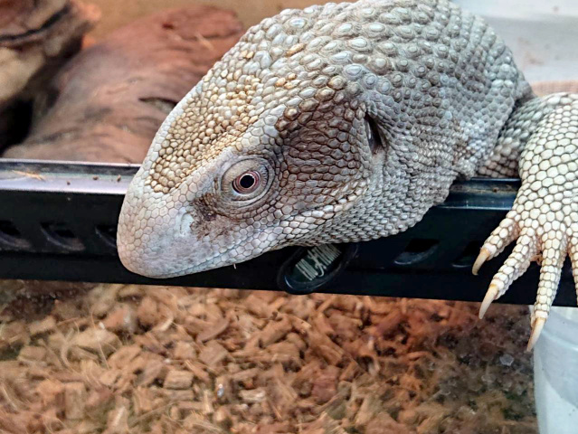 爬虫類飼育用品】暖突L フトアゴヒゲトカゲ サバンナモニター