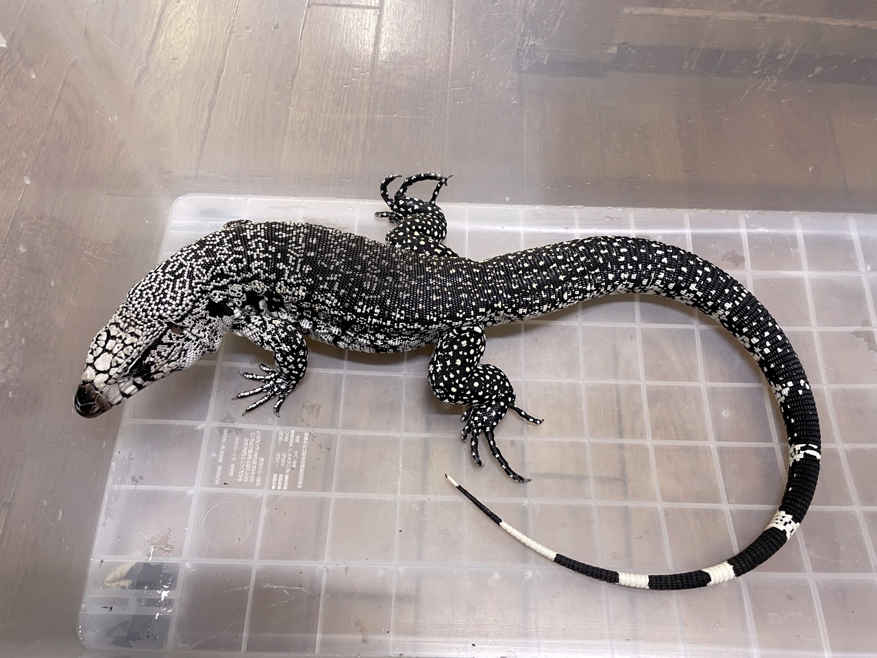 アルゼンチンブラックアンドホワイトテグー(10)
