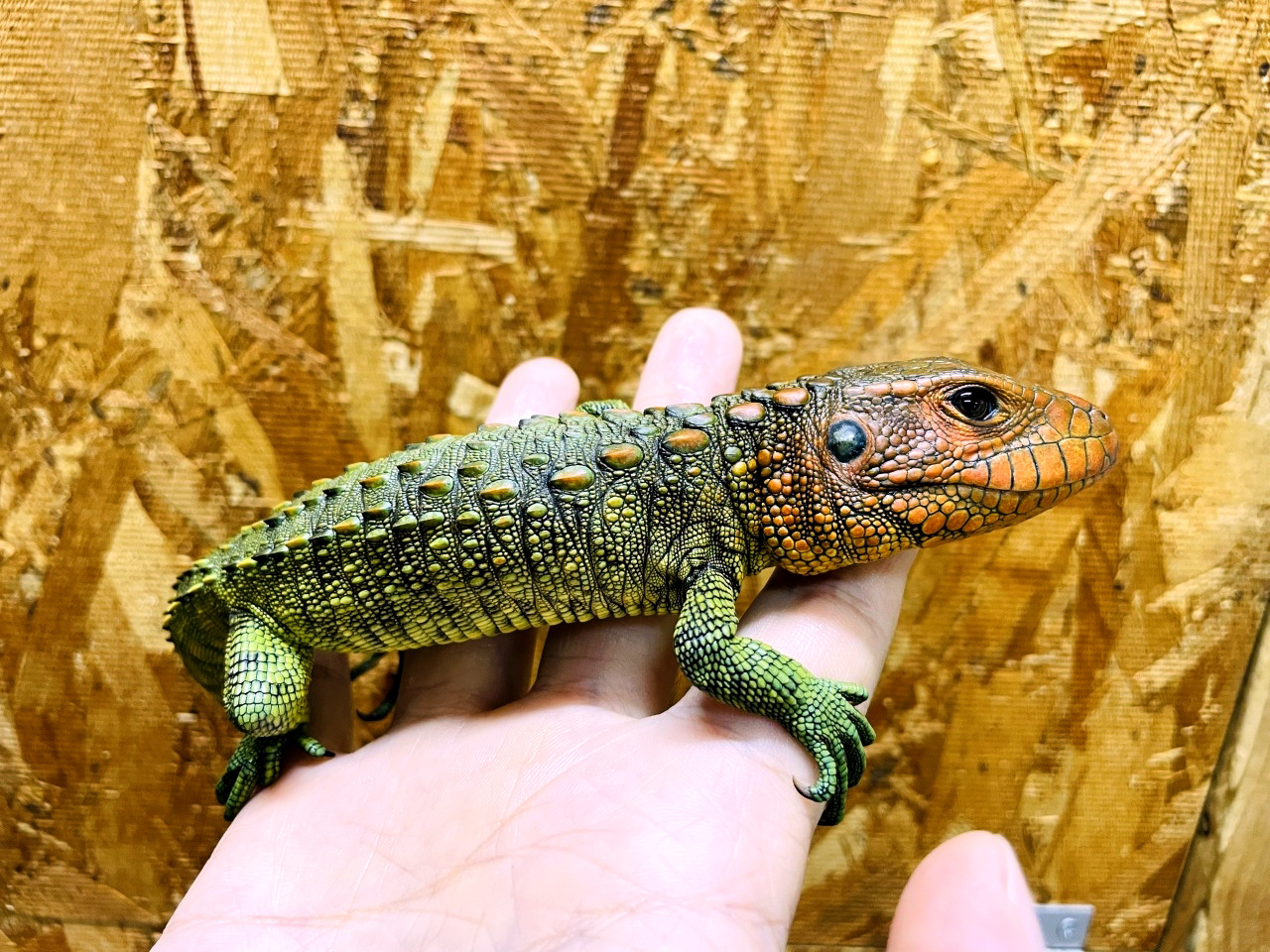 ギアナカイマントカゲ(2)