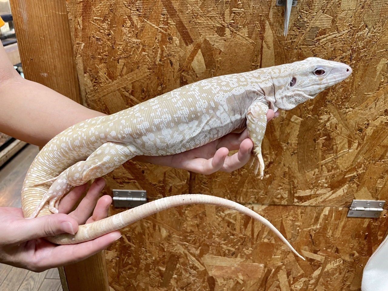 アルゼンチンブラックアンドホワイトテグー(11)