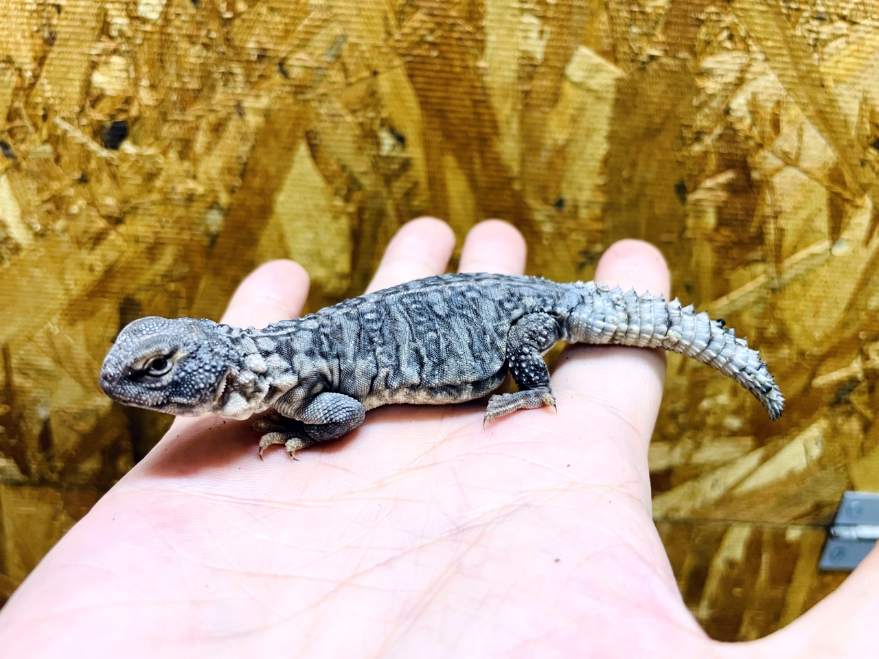 オビトゲオアガマ(6)