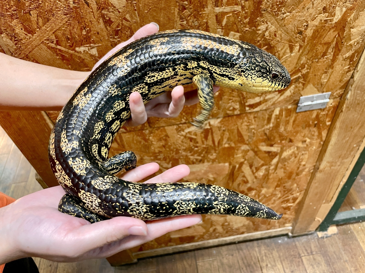 マダラアオジタトカゲ(2)