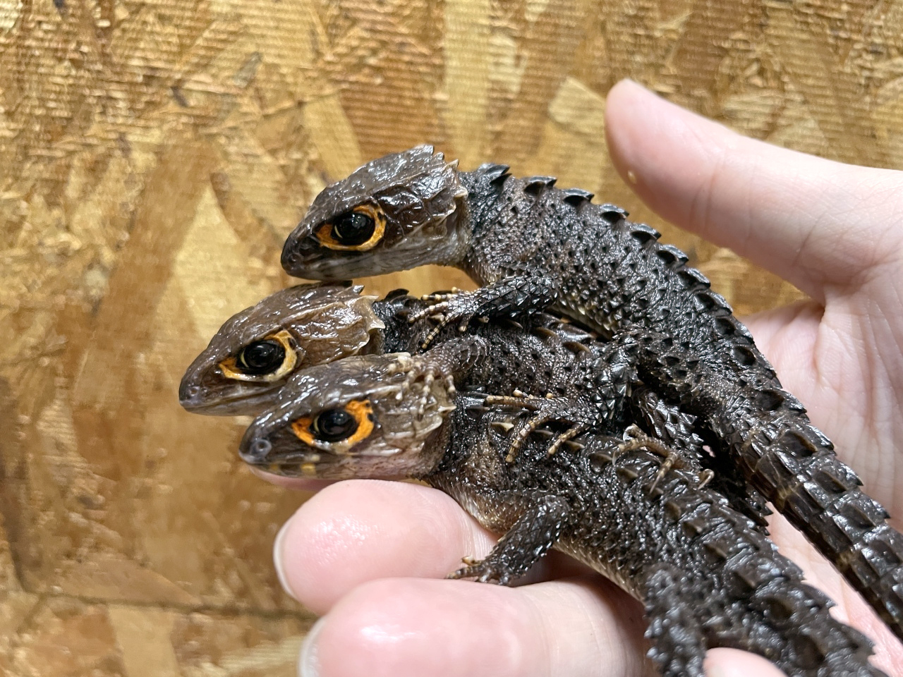 アカメカブトトカゲ(6)