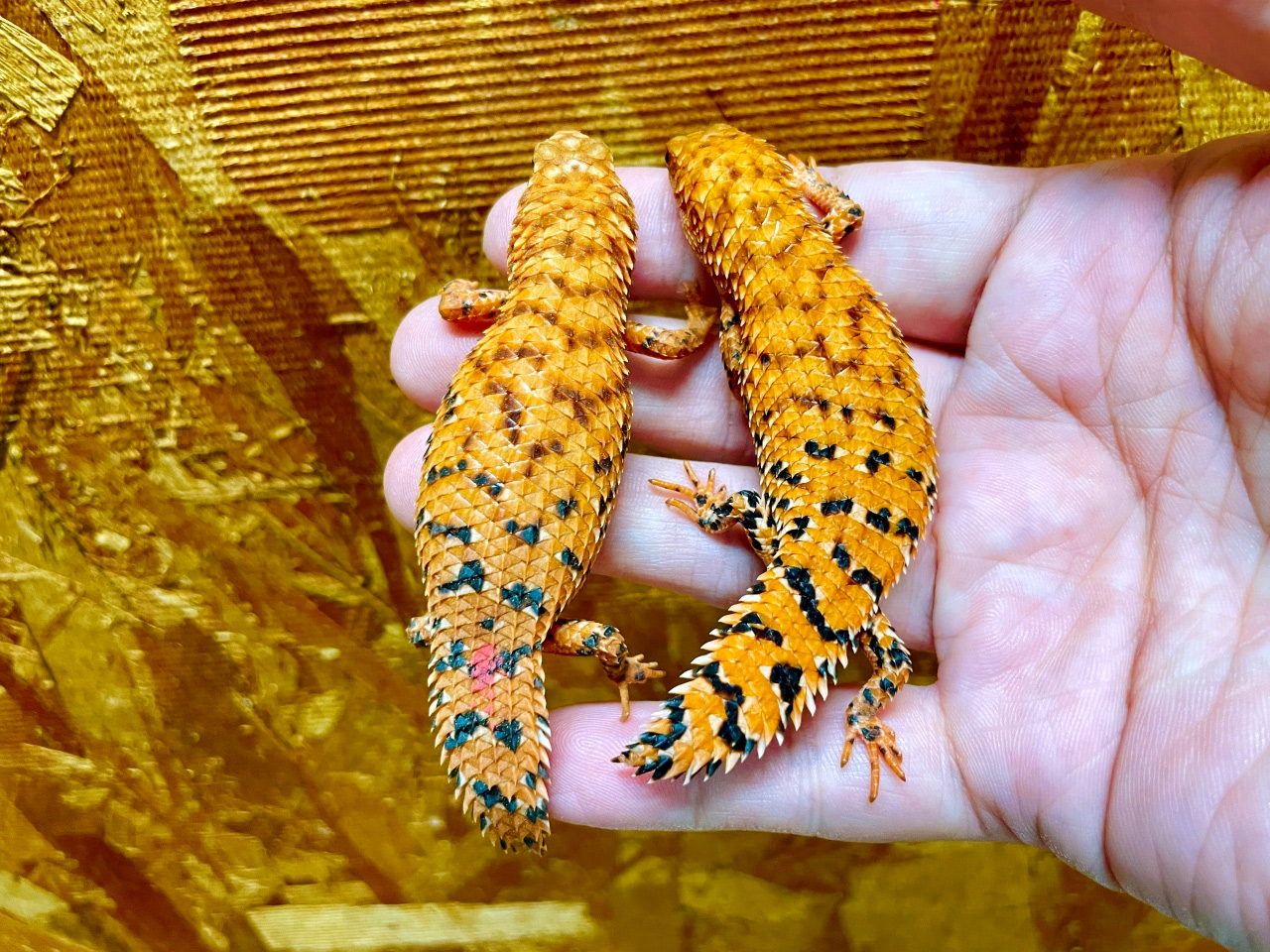 ヒガシピルバラヒメイワトカゲ(3)