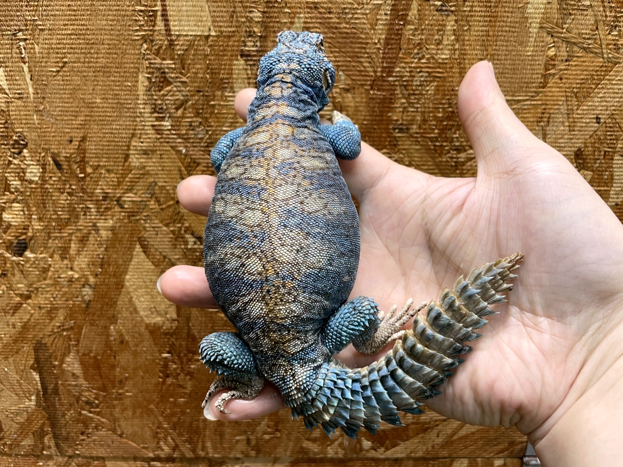 フィルビートゲオアガマ(10)