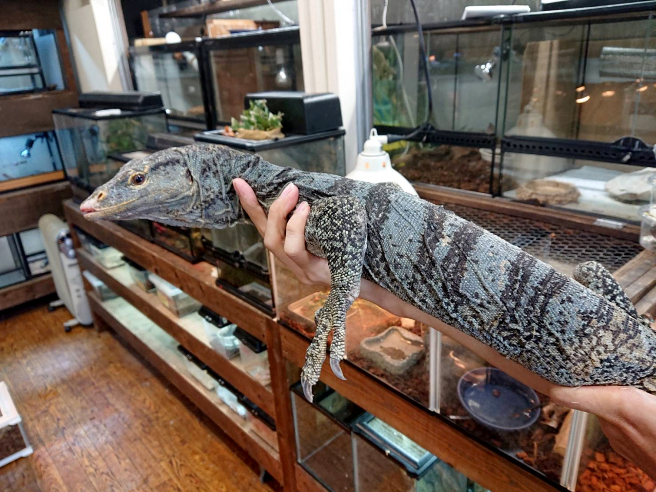 グレイモニター(3)