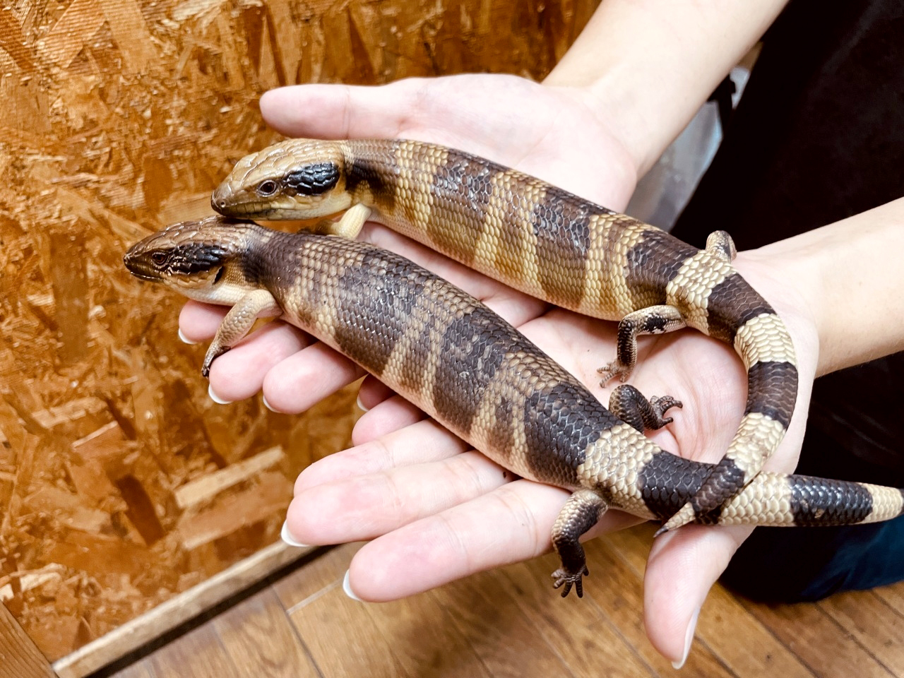 ニシアオジタトカゲ(1)