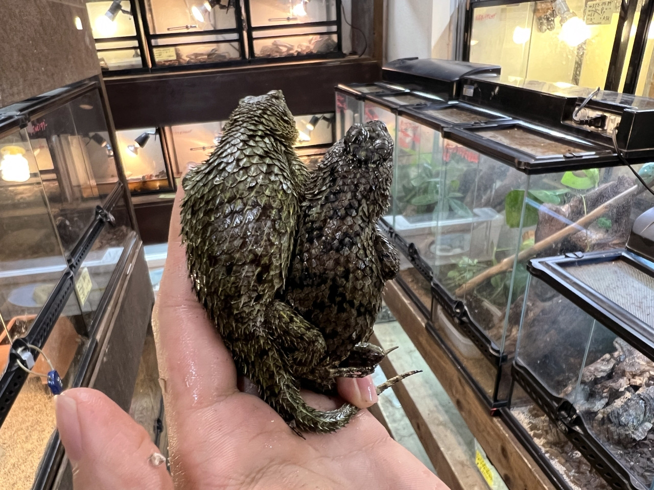 マラカイトハリトカゲ(9)