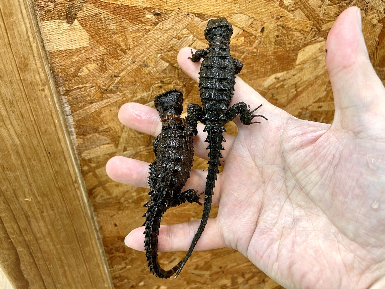 モトイカブトトカゲ(6)