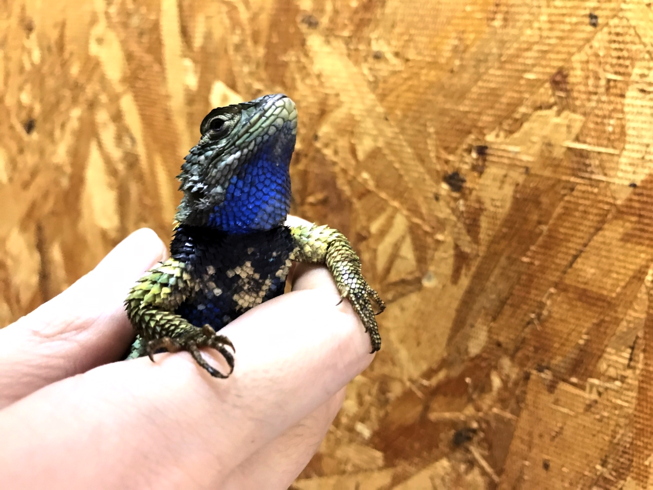 メキシコアオハリトカゲ(3)