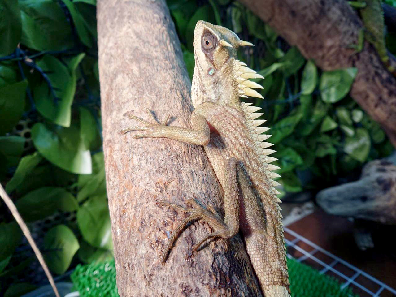 ナタリアクシトカゲ(9)