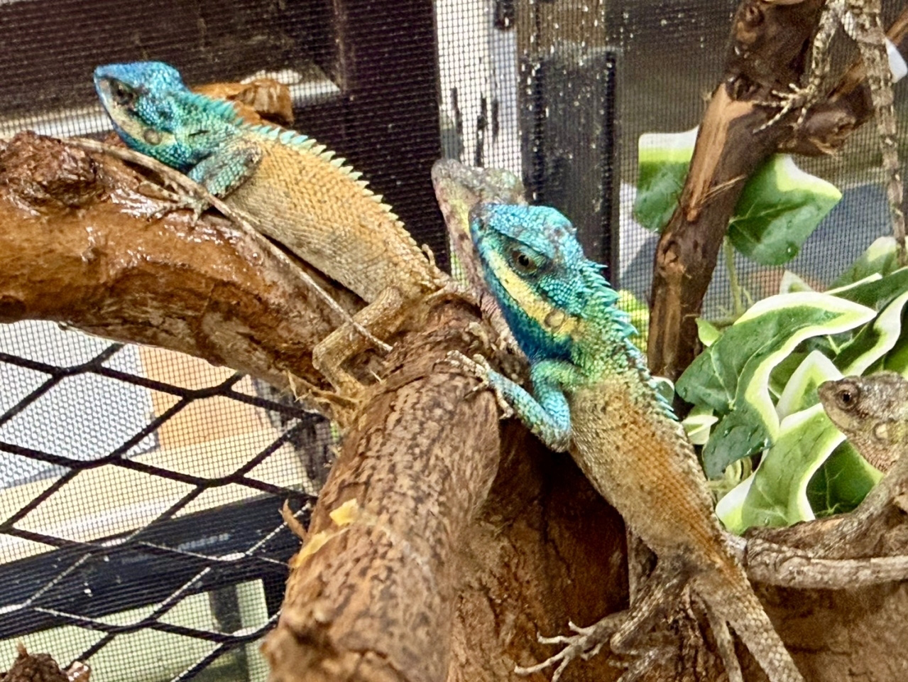 シロクチカロテス(4)