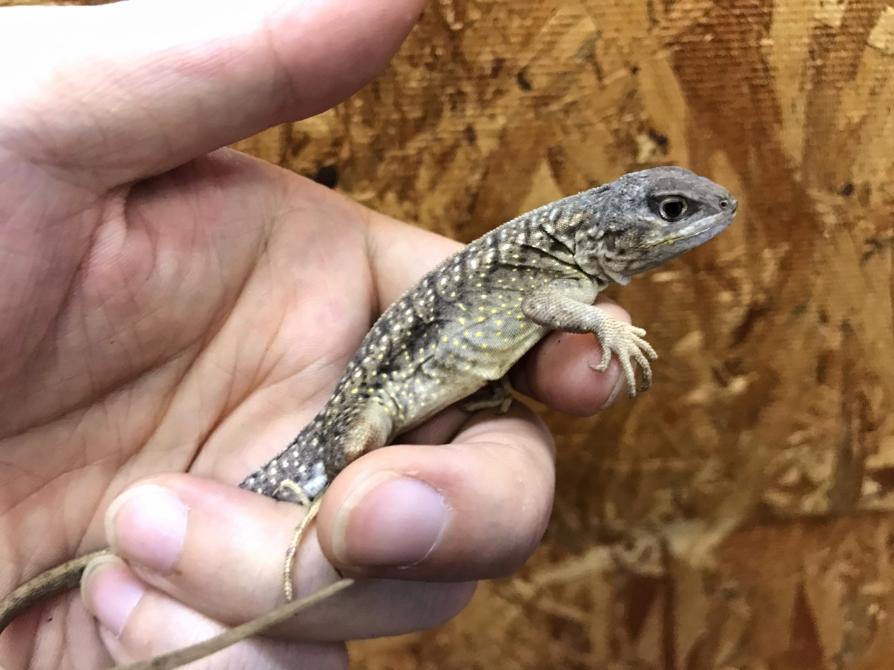 ミツメイグアナ(1)