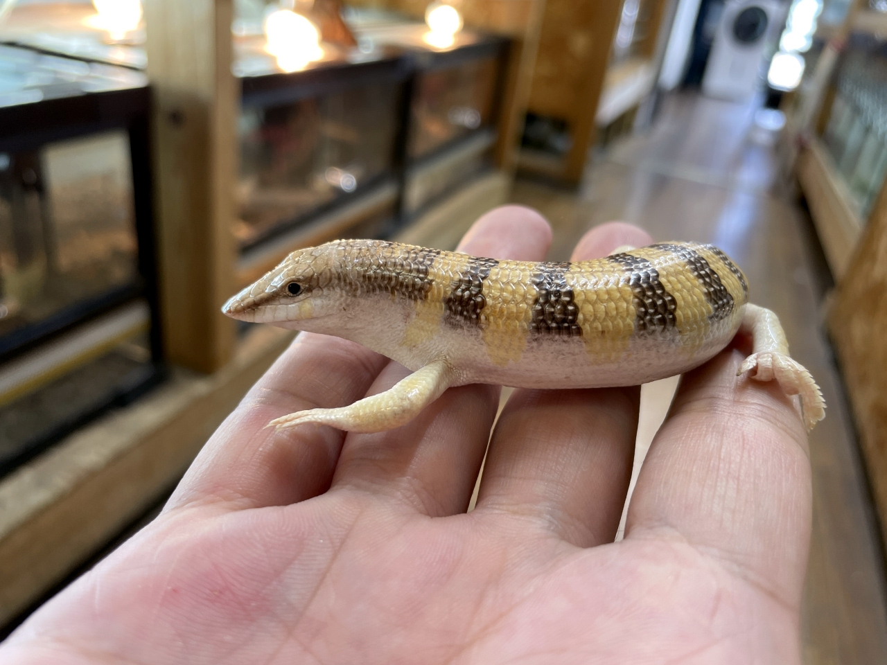 サンドフィッシュ(1)