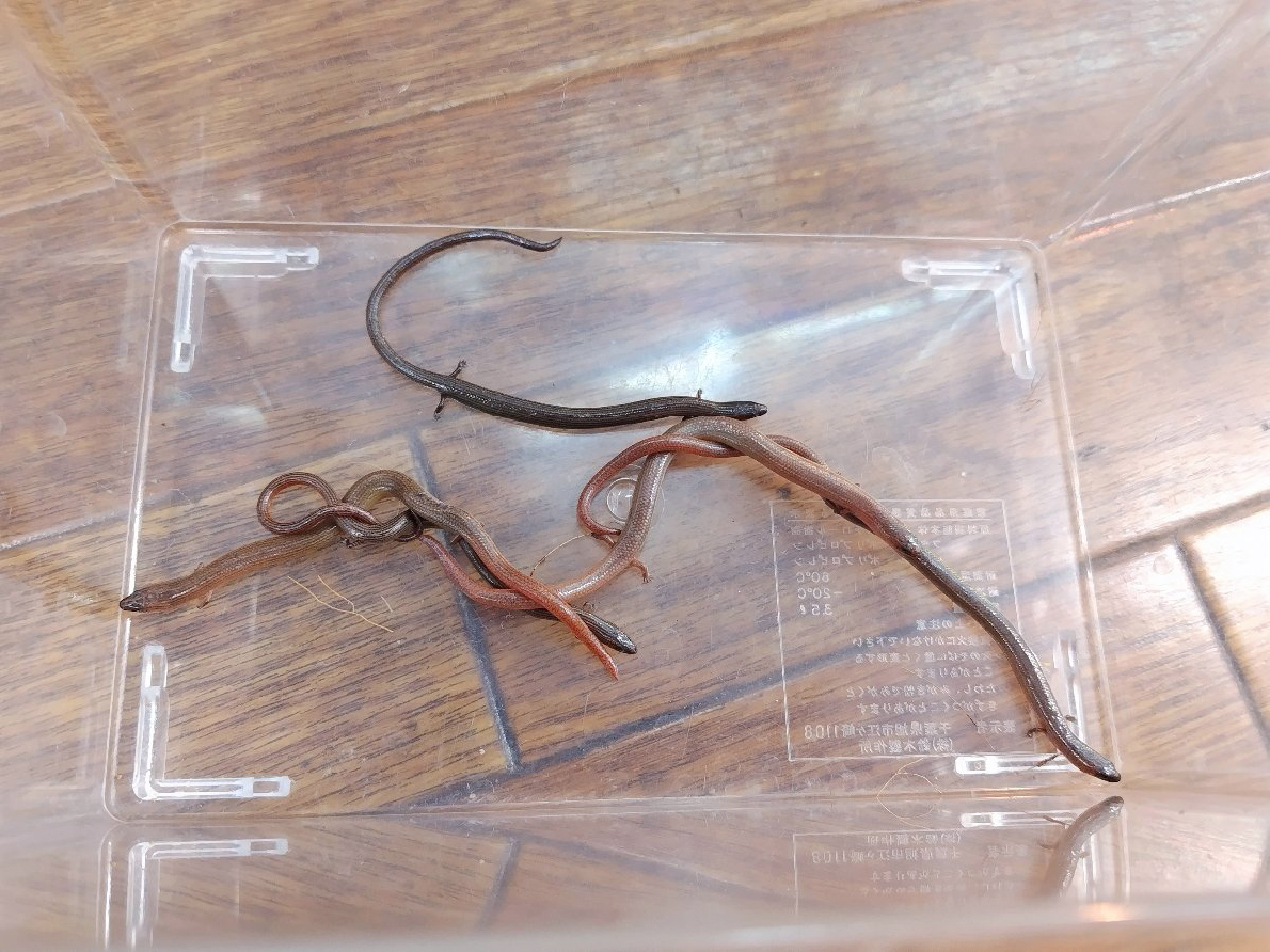 リンネミモダエトカゲ(2)