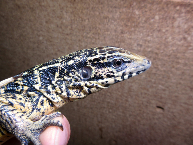 ゴールデンテグー(3)