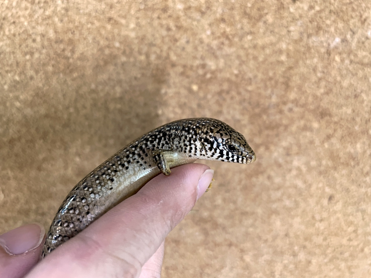 オオアシカラカネトカゲ(6)