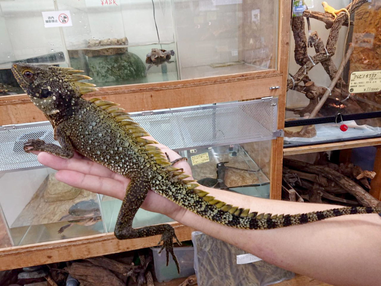 ディロフスモリドラゴン(3)