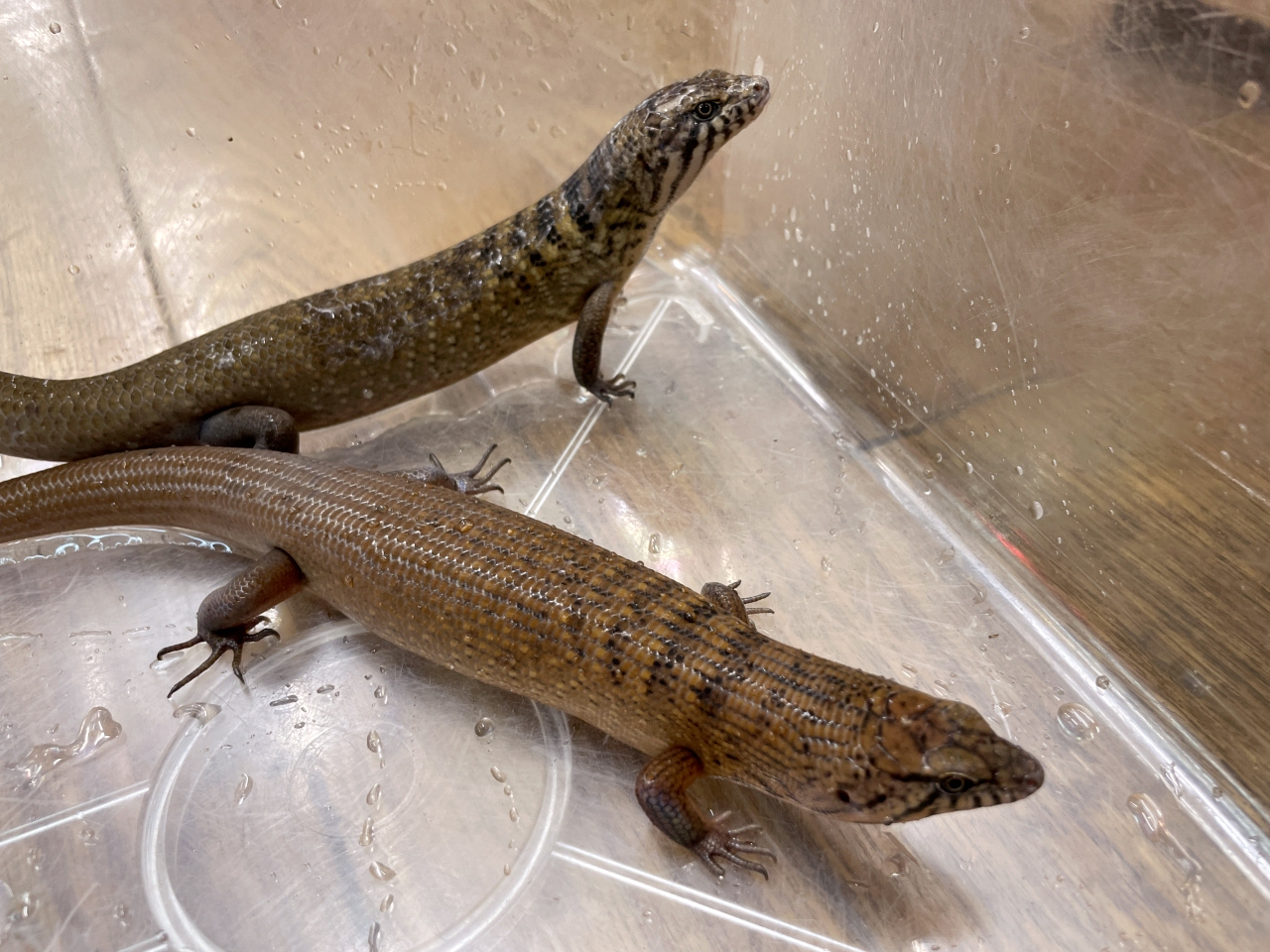 クマドリカラタケトカゲ(4)