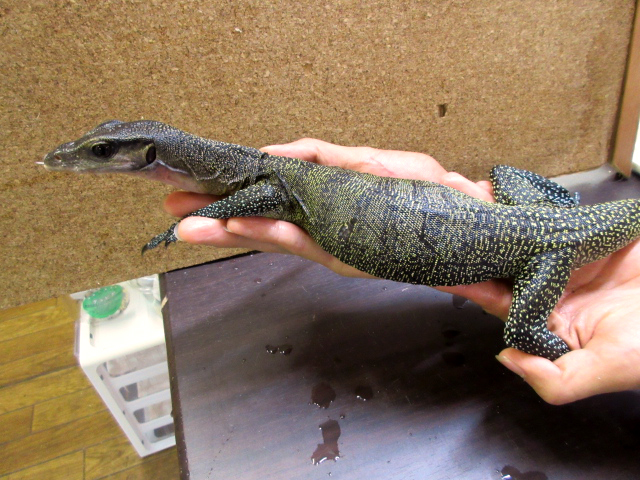 カールシュミットモニター(12)