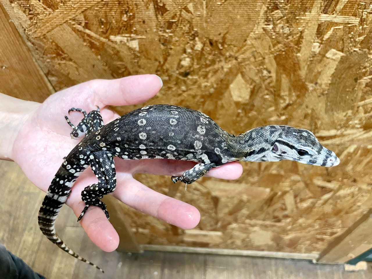 サルバトールモニター(6)