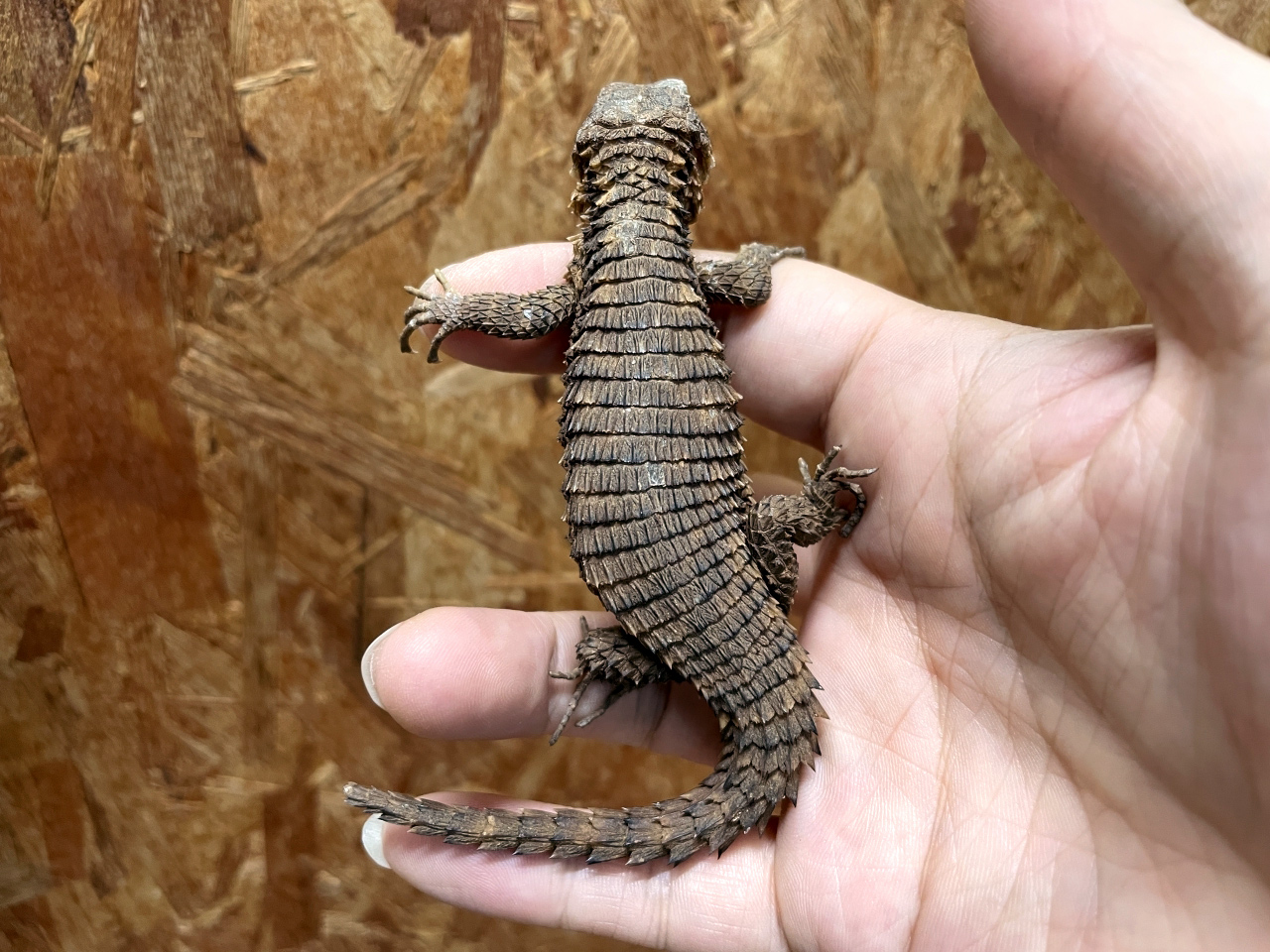 トロピクスヨロイトカゲ(4)