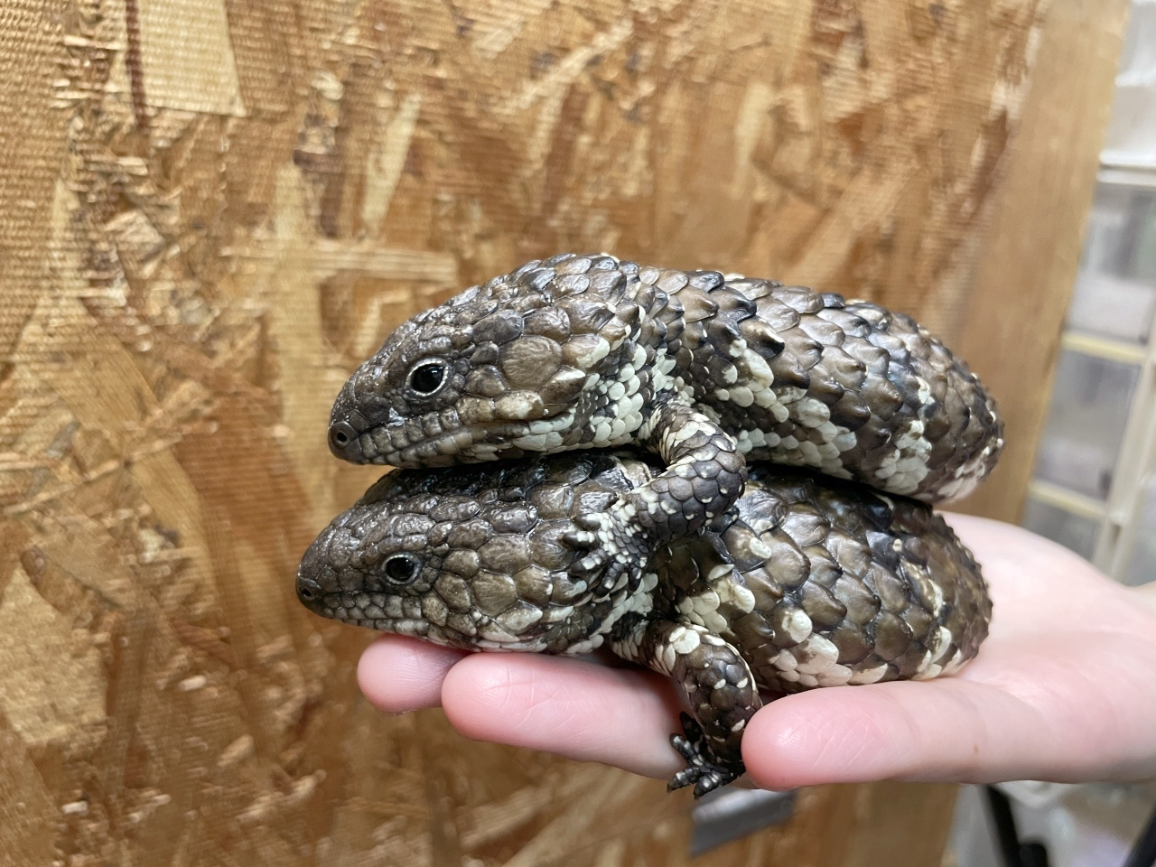 ヒガシマツカサトカゲ ヒガシマツカサトカゲ