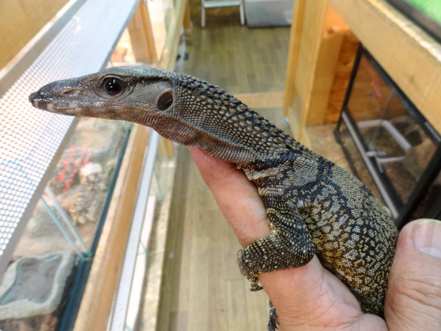 ラフネックモニター(10)