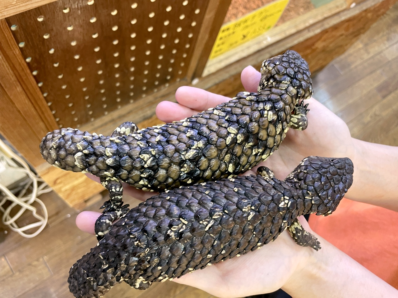 ヒガシマツカサトカゲ(11)