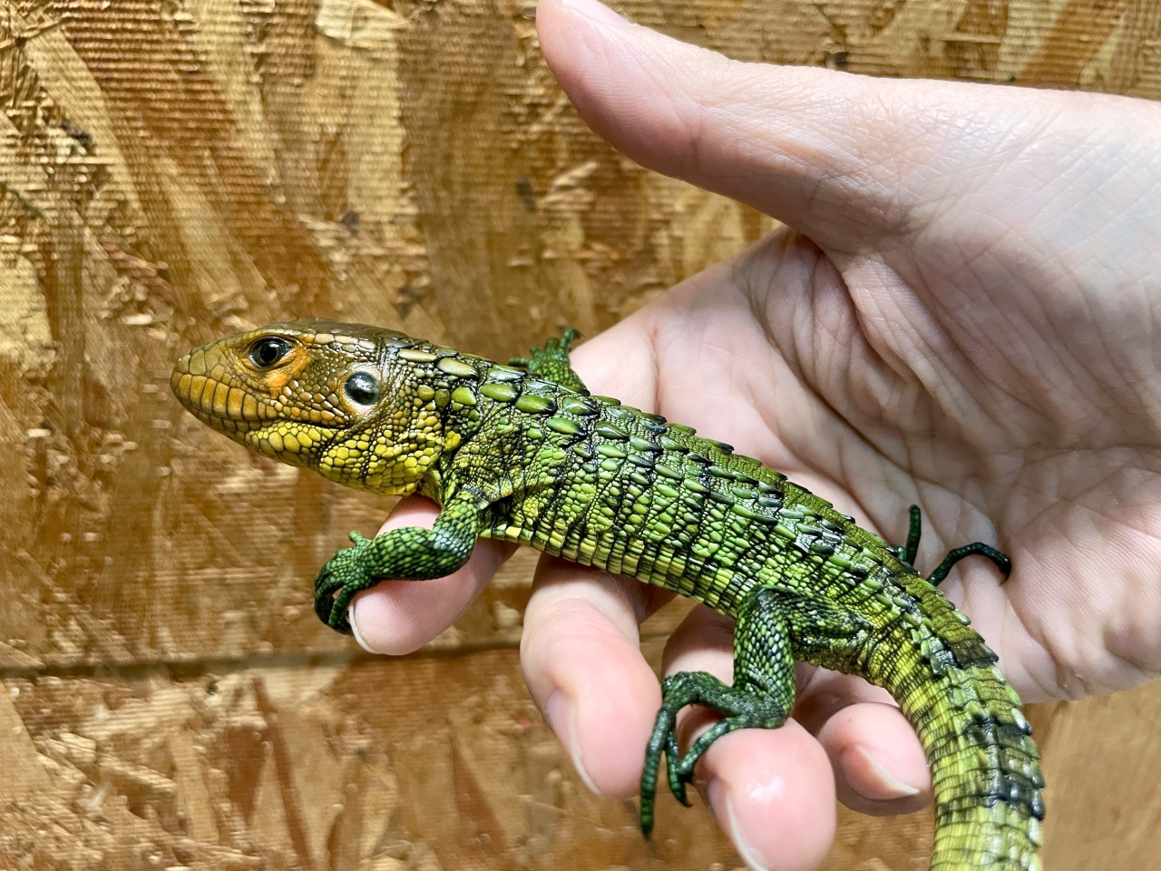 ギアナカイマントカゲ(10)