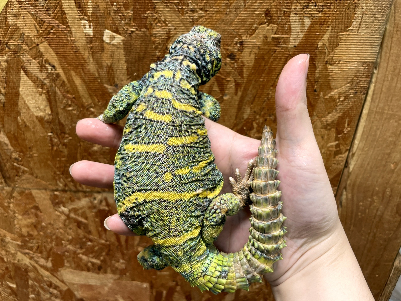 ニシキトゲオアガマ(7)