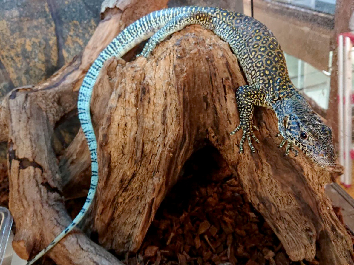 ブルーテールモニター(6)