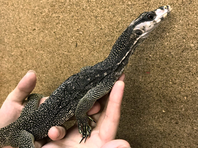 ホワイトヘッドモニター(7)