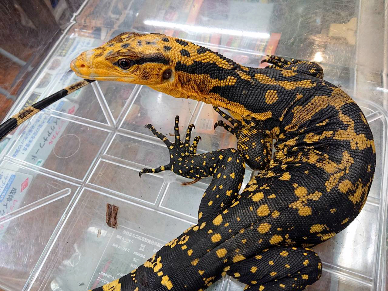 カミンギーモニター(4)