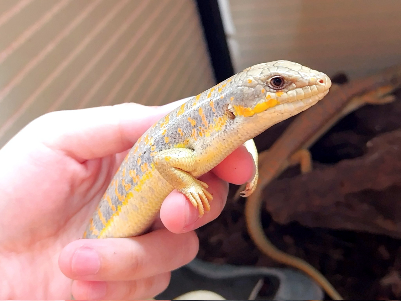 シュナイダースキンク(9)