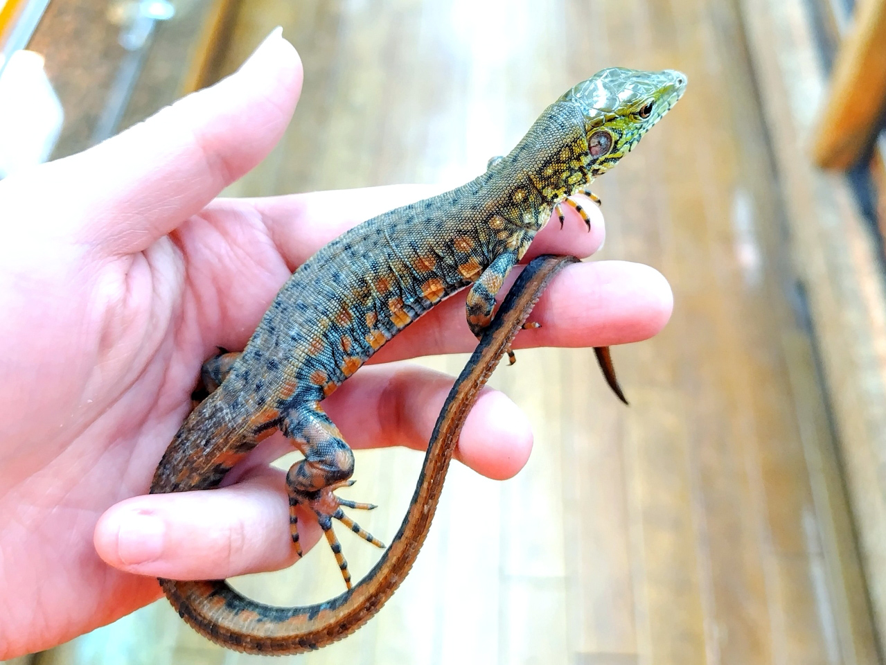 クロコダイルテグー(2)