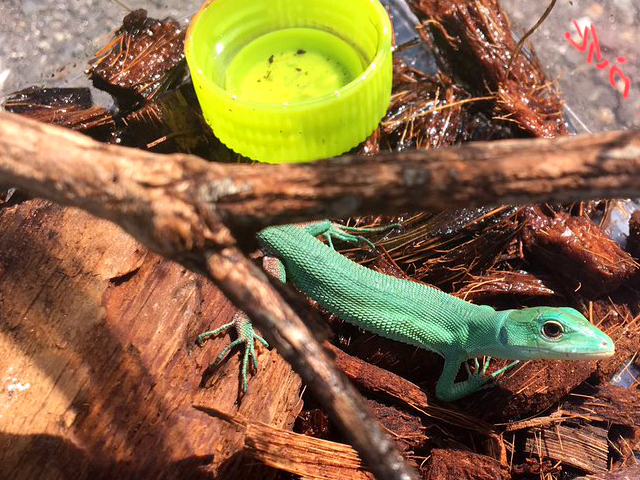 ミドリガストロカナヘビ(11)