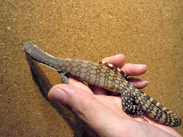 キンバリーロックモニター(11)