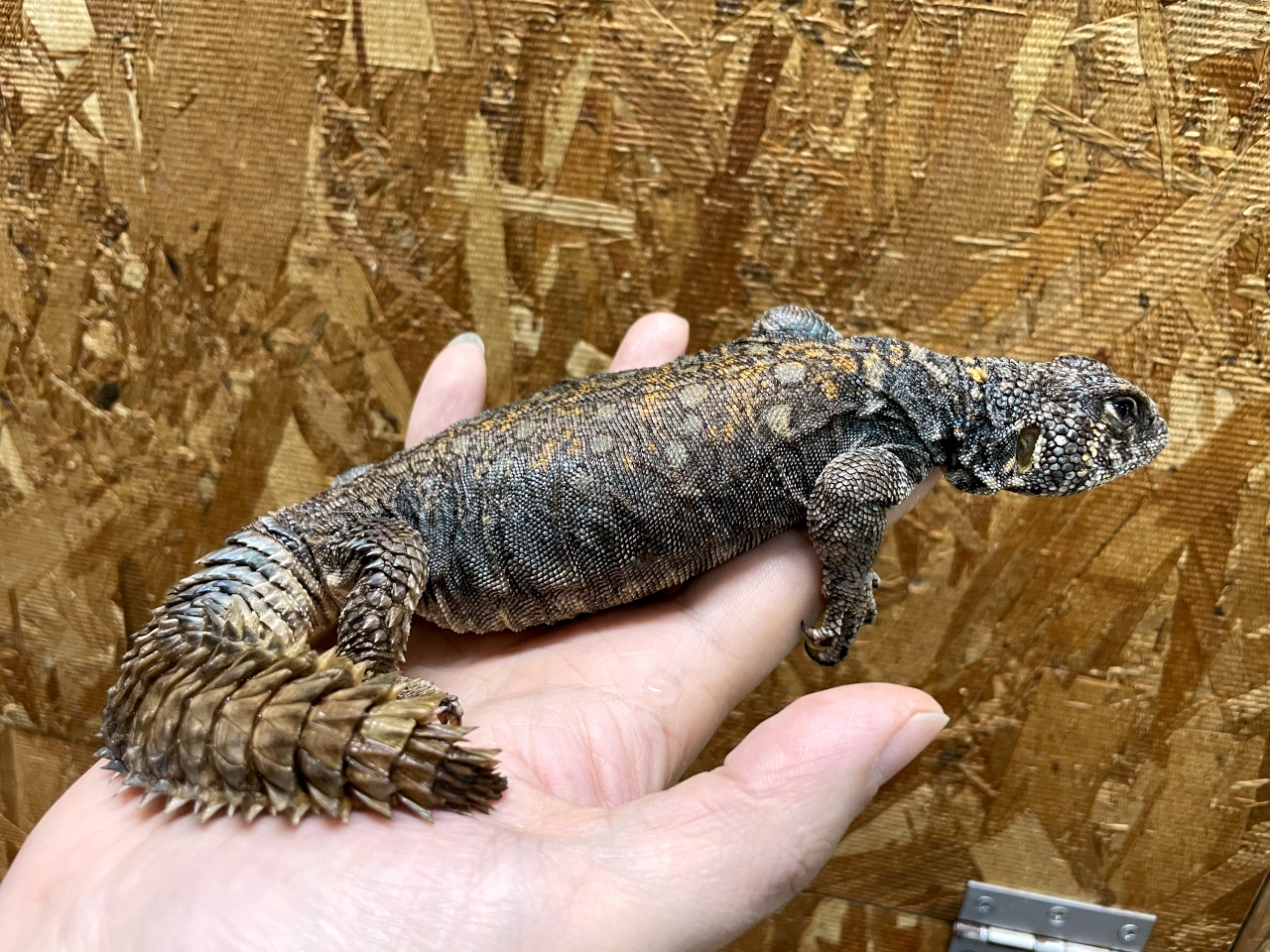 フィルビートゲオアガマ(5)