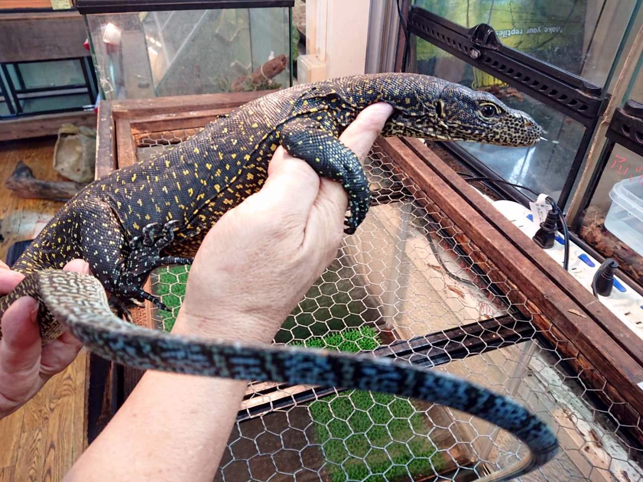 ブルーテールモニター(4)