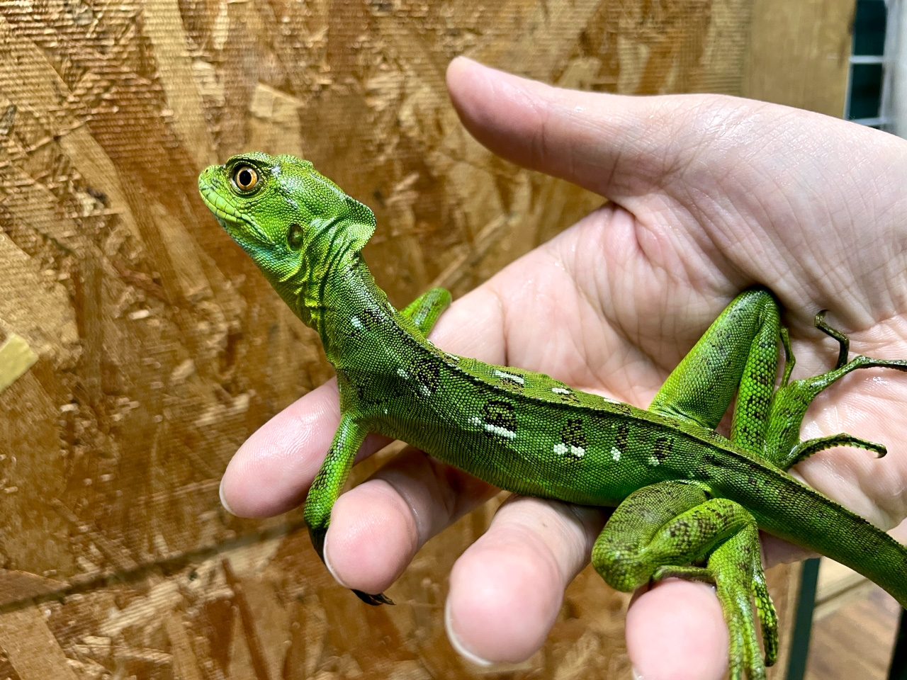 グリーンバシリスク(7)