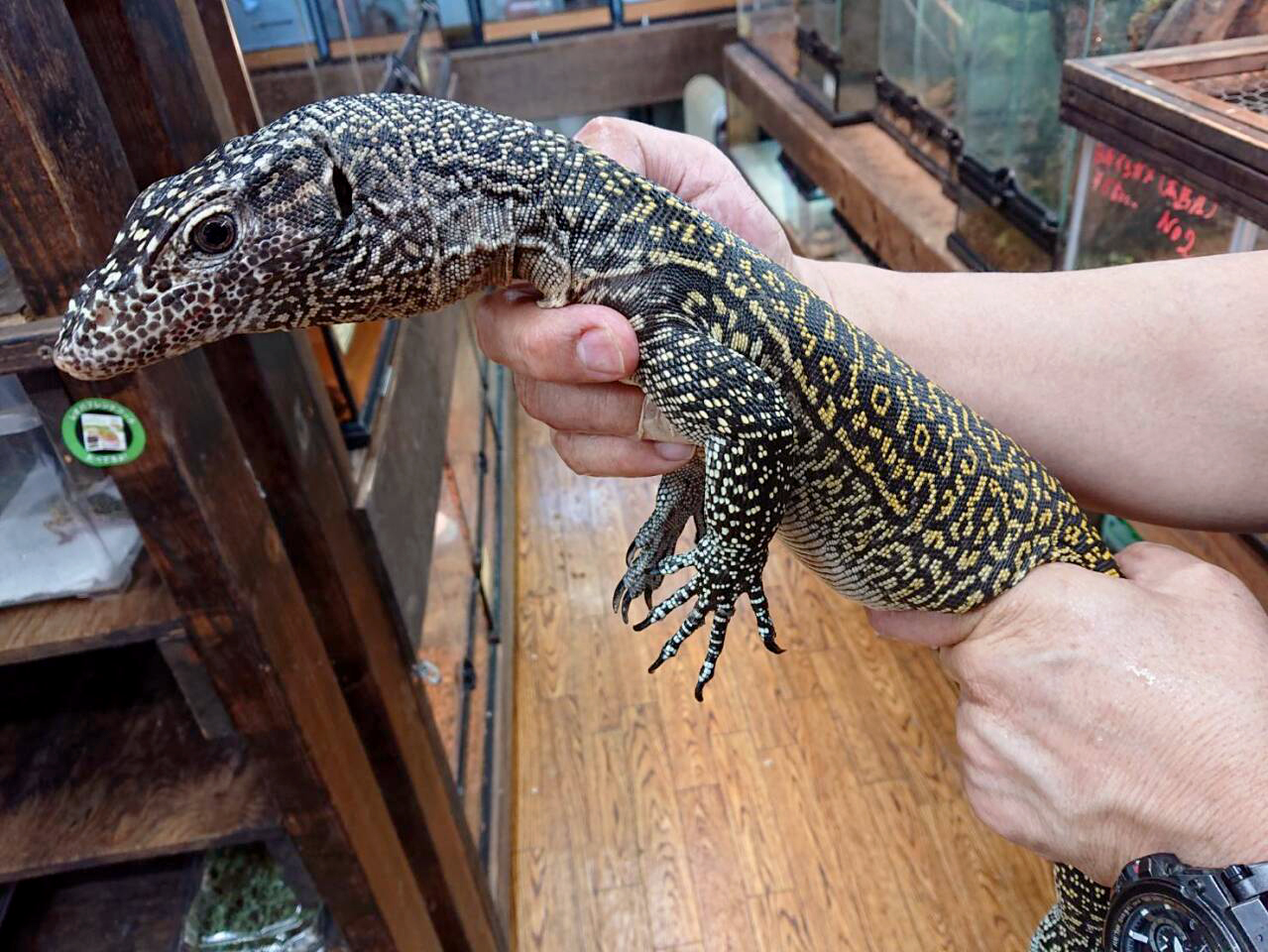 ブルーテールモニター(8)