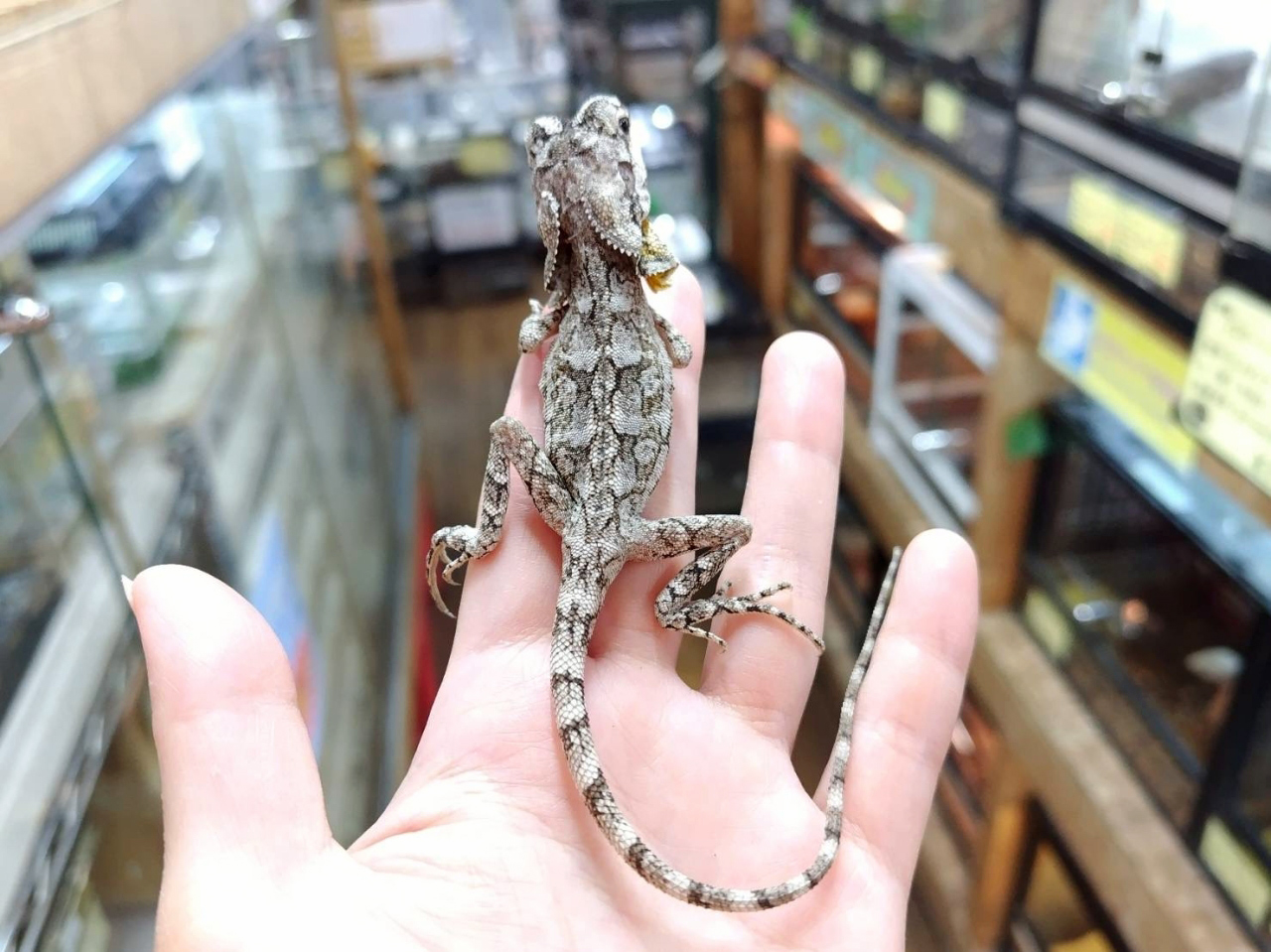 エリマキトカゲ(7)