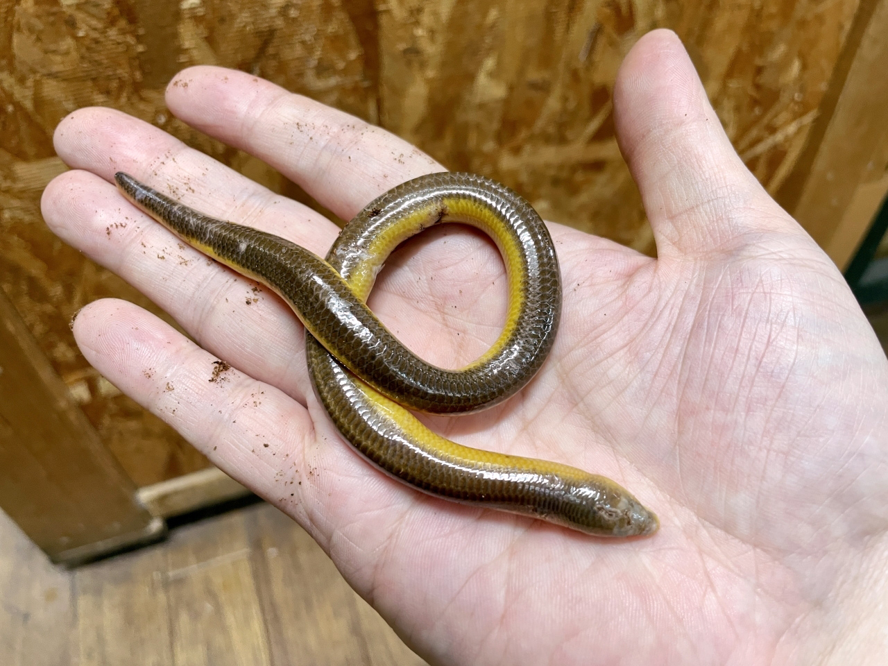 サバンナダーツスキンク(2)