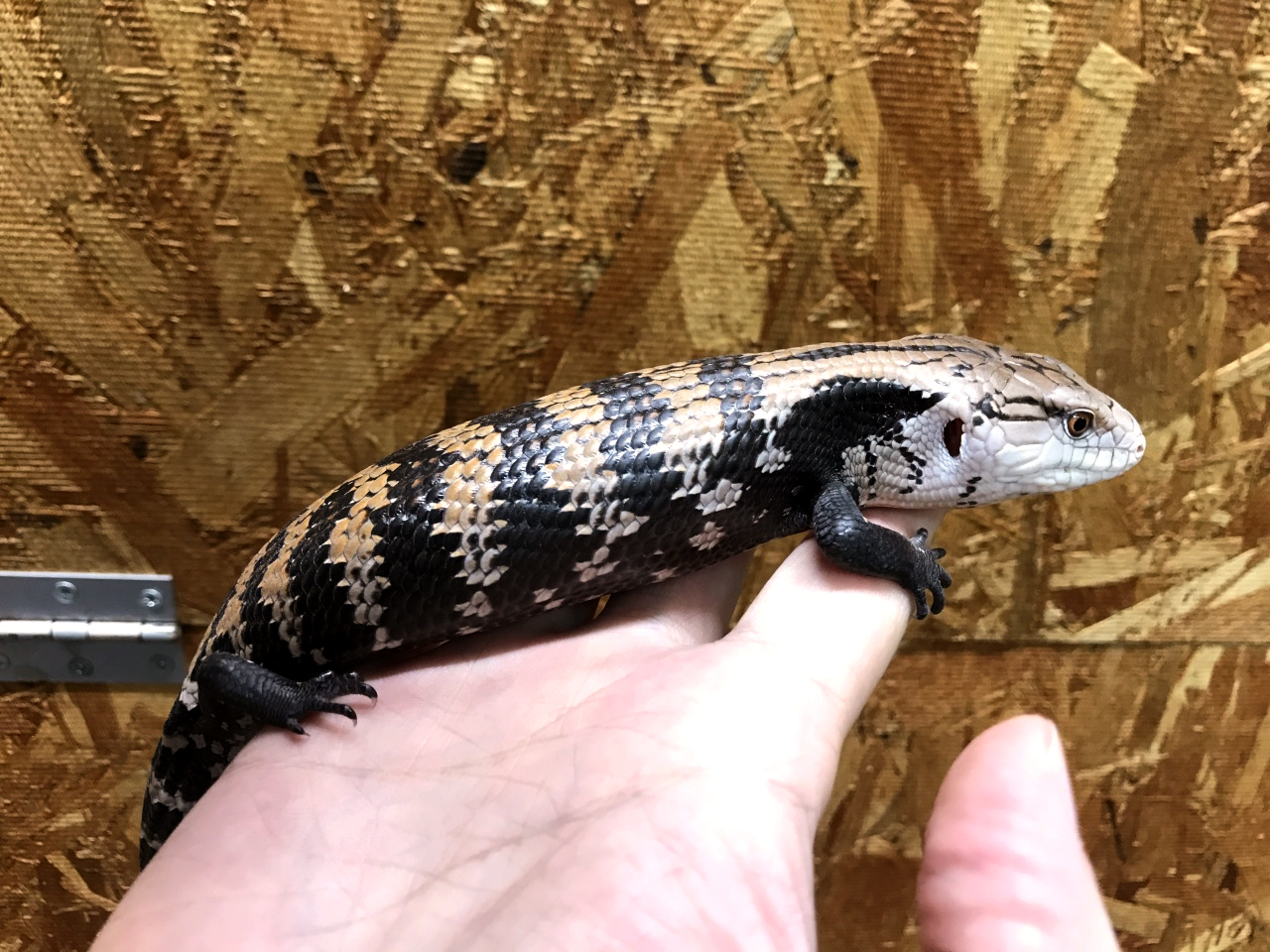 ハルマヘラアオジタトカゲ(8)