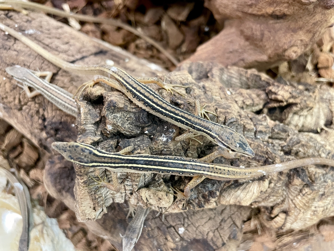 オナガカナヘビ(4)